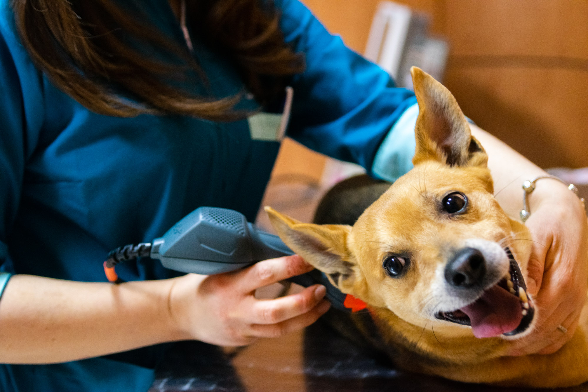 Laserterapia | veterinari